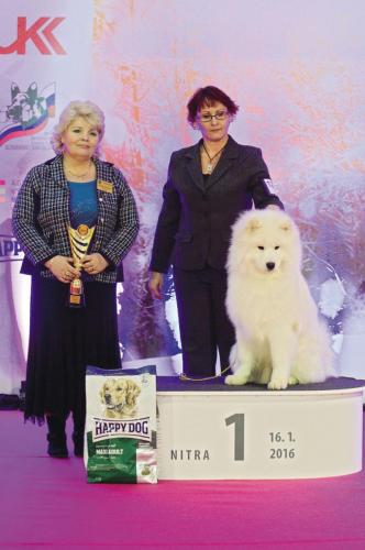 Najkrajší dorast pes: 1. samoyed - WHITESPIRIT ABSALON, maj: Fulierová Jana + Hrušková Stana