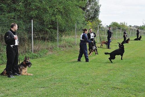Súčasťou súťaže v poslušnosti bola aj odolnosť služobných psov voči streľbe.