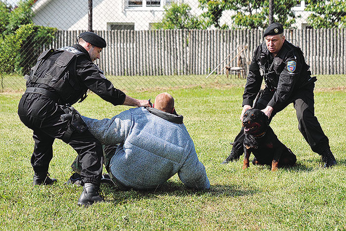 Dvojčlenná hliadka MsP Brno so psovodom – obranárom predviedla zadržanie nebezpečného ozbrojeného páchateľa služobným psom plemena rottweiler