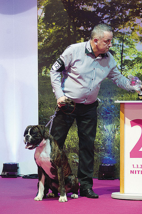 BOG 2. FCI: 2. boxer - Jesus Boxrelay, maj: Hudáček Marek