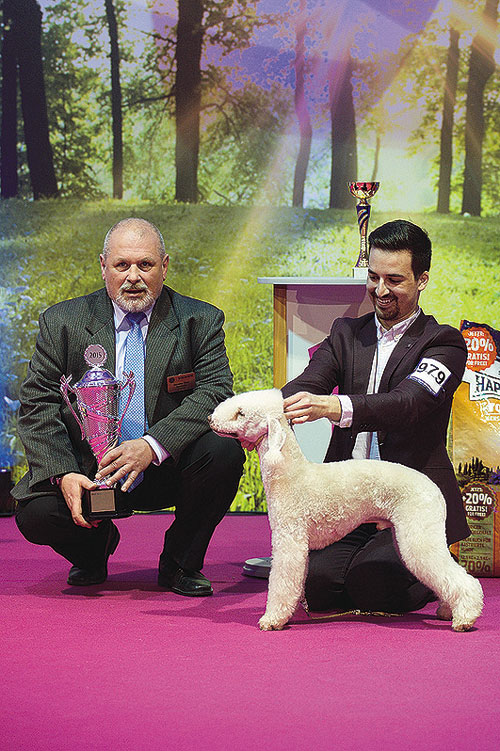 BOG 3. FCI: 1. bedlington terrier - Blju Be Judzhens Following Star, maj: rodina  Novysedlakova