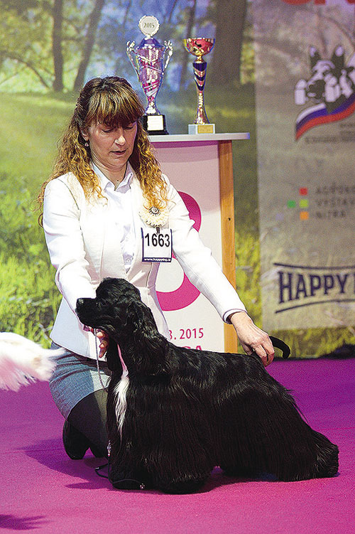 BOG 8. FCI: 3. american cocker spaniel - Black Quantum of Solace Sweet Devil, maj: Justova Ivona