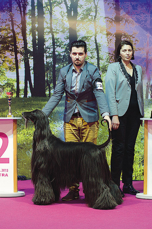 BOG 10. FCI: 2. afghan hound - Tiger Woods Gandamak Slovakia, maj: Kyselovi Jiří a Michaela