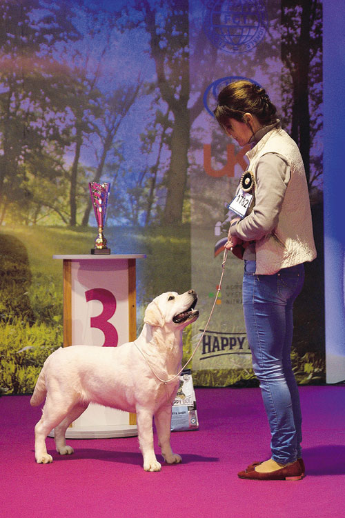 JUNIOR BIS: 3. labrador retriever - Night Limitedition z Choče, maj: Palušková Katarína