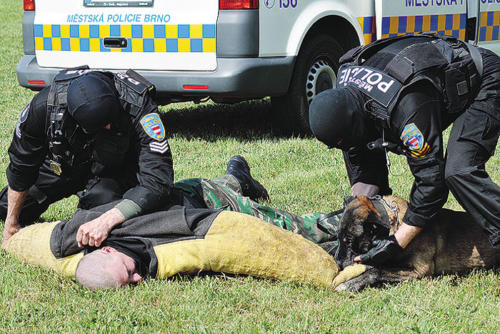 Dvojčlenná hliadka MsP Brno so psovodom – obranárom predviedla zadržanie nebezpečného páchateľa ohrozujúceho obecenstvo revolverom, ktorého zneškodnil služobný pes plemena belgický ovčiak – malinois