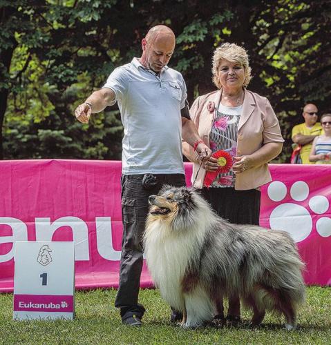 Bons Carpathian Paradise Dog – CC, Najkrajší pohyb v plemene, Najkrajší blue-merle výstavy, 2. BIS pár psov