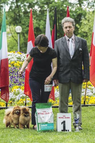 Najkrajší pár psov: 1. kleinspitz neufarben - RIN BIANCA FIORE & VIRGINIE BIANCA FIORE, maj: Búciová Blanka