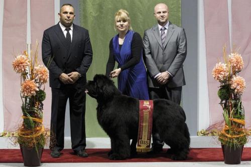BIS - sobota: novofundlandský pes - KING OF HELLULAND FEEL THE WIN, majiteľ: S.&V. Kročkoví