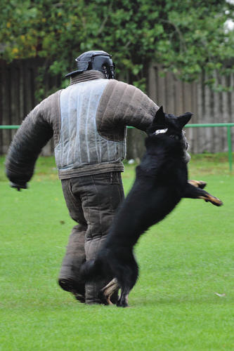 Útok služobného psa OGAR Pet Keram psovoda MsP v Dunajskej Strede ppor. Csabu Csicaya prebehol razantne a tvrdo, ale s typickou „ovčiackou“ rozvahou.