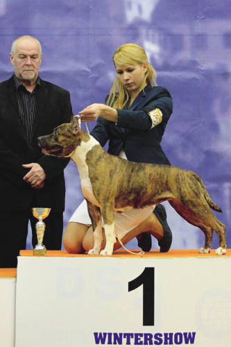 Najkrajší z triedy čestnej: american staffordshire terrier - WILD CAT TIPIT Z HANKY, Petra Gréková